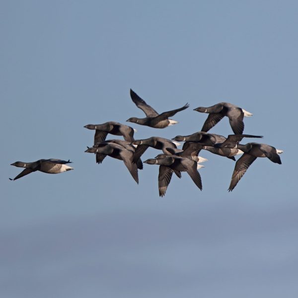 Brent Geese at Cley