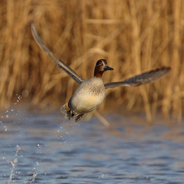 Drake Eurasian Teal at Cley