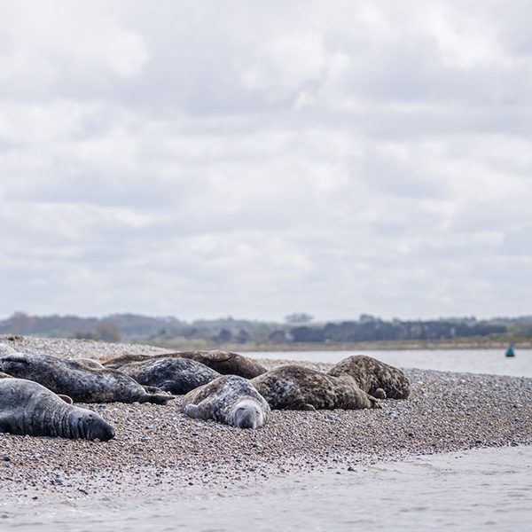 Seals at Blakeney_Low